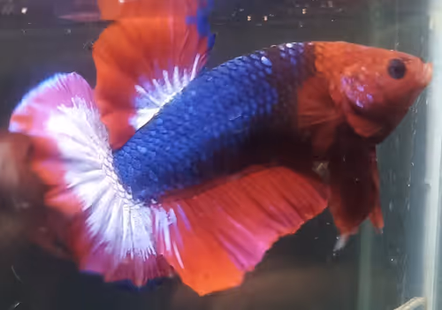 Item #76093963924936973222684762009084726555674488189040824510729450729618114871297 Media