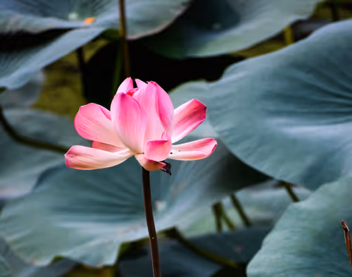 The Lotus
