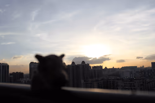 Untitled Collection #88608207