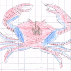 Spider Crab