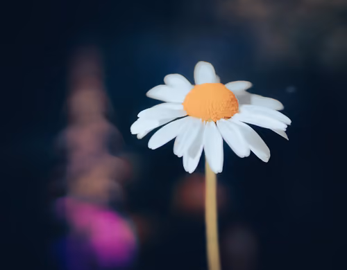 power flower