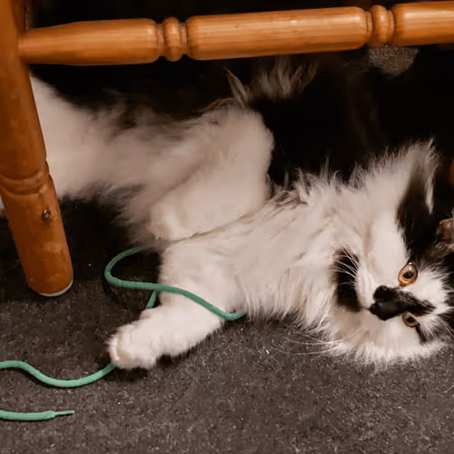 Item #13161020314009032005485822086301964352885579695205061807387255180578187640833 Media