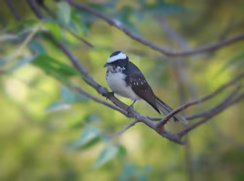 Item #73038095633252803399903762573392179492795608367001791011132003593350037897217 Media