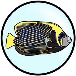 タテジマキンチャクダイ（emperor angelfish）