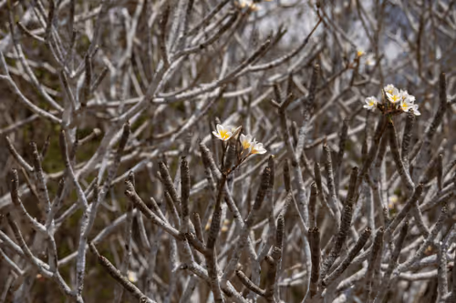 Item #105679162715773690367894814568251153202929894369313826483118647804808090615809 Media