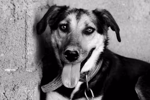 Item #55759144831528513760290913608152882105391237500945405139937590409729471938561 Media