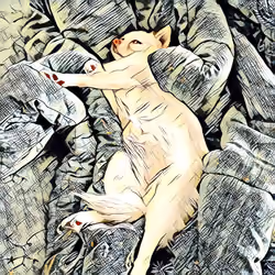 sleepy dog 3 ( chihuahua )