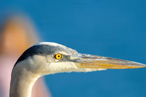 Item #47344123980109973813634142770242239438764360713225161879961012011042762391553 Media