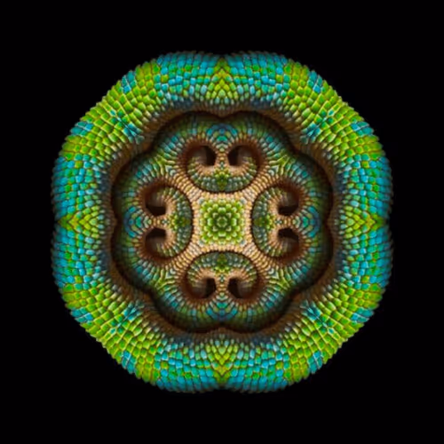 Item #47993365230904546224908061961898398429308184507692648287352000282737044881409 Media