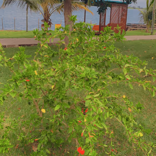 Item #53824836538918648026680043126042186080742309087165823150174572758369854029825 Media