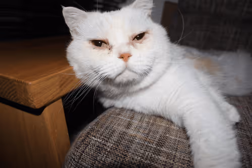 Untitled Collection #88606140