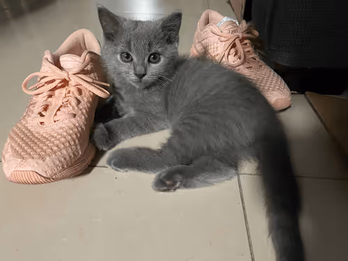 Little Lu Ban