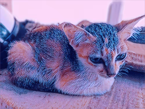 Item #74122138759525378795667626270866148487737655975912799548892275601937264541697 Media