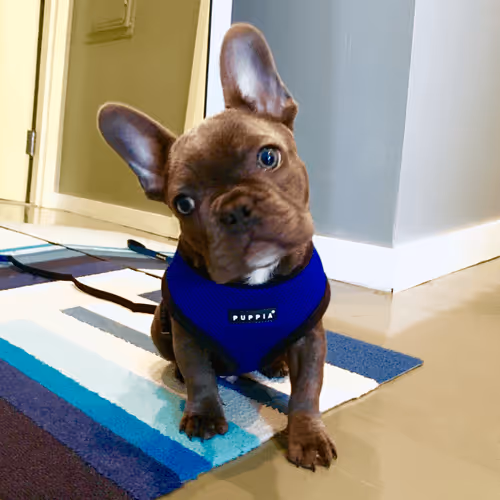 Item #99031261785432219130552668818269695456905868997165113515571762315952696328193 Media