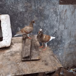 piyek doro