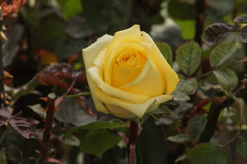 Item #68327891815088974381680309106564733444446266155657330601700582157875878559745 Media