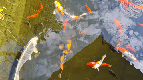 Item #102100330949468330252048796843226681757771787696725837069352843145014449012746 Media