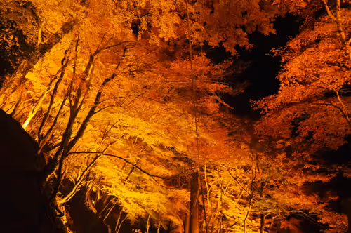 Item #109856220298400902651076580767902450481001671145135042895744925560698598064129 Media