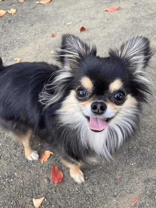 Item #29058113728623644571180968453644602483939105062226276055229337160621607616612 Media