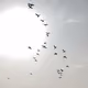 87254988363839665734944016287908185785746356042662772352386666061584979197962