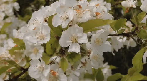 Item #98679578177621649628089872010712381059223698631184272161596299645453133152257 Media