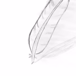 Bella's Feather