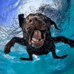Dog swimming