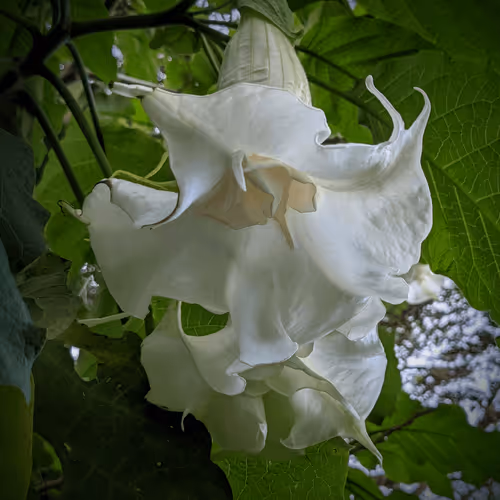 Item #39075669952795110311488058078452160275975432518977374571902800595925042462721 Media