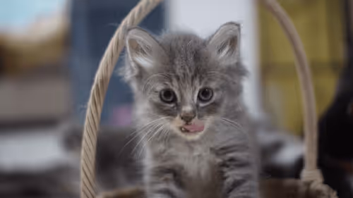 Item #15865915899171171774737831859124075338871041403581464105966369596654489698305 Media