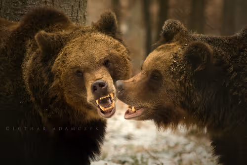 Item #113065873903366828743744079288708835697083018334279533284549130126181093343233 Media