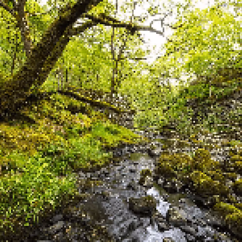 Item #77578914739546887048818332313932665161765433079396936366754535087682023849985 Media