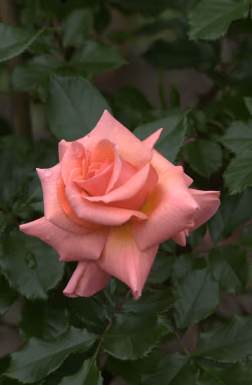 Item #56943947837122673731930897750220814689639948529564795848618456953957770067969 Media