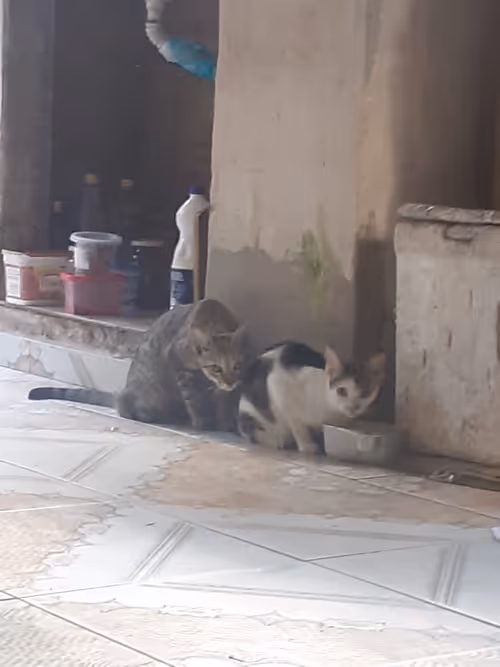 Item #4206968959528382267850550168117913088191590325513865346546053358255341568001 Media