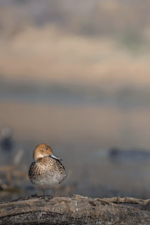 Item #61684684013370051227163866082320023750896296023852719411798081162206311874710 Media