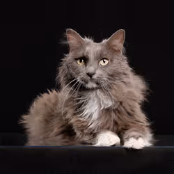 39267609400351157350082818508963900481325606176986545385386430960765765681153