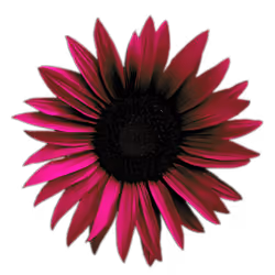 Sunflower Energy V