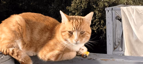 Untitled Collection #53165423