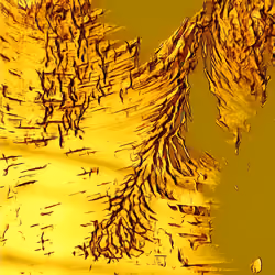 Birchbark 'Scape