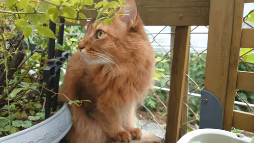 Item #88680272721371285934501562988049178859599418492822572919113237409184566214657 Media