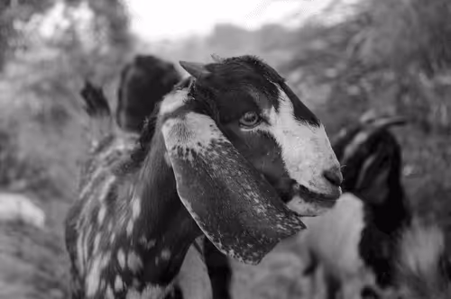 Item #109579018027133606473158902058456759875658318669045531735484408753817263276033 Media