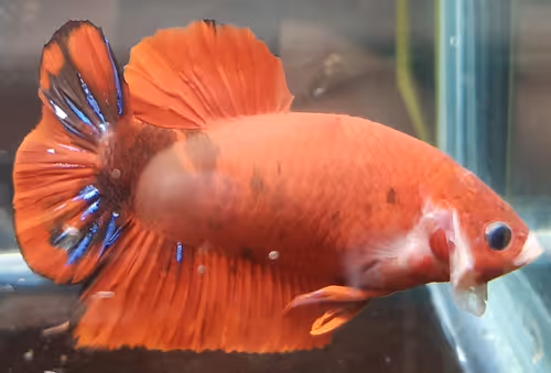 Item #76093963924936973222684762009084726555674488189040824510729450732916649754625 Media