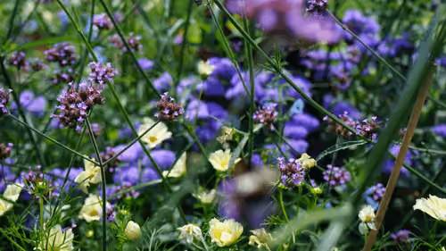 SeFlower
