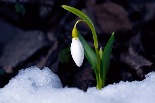 Item #33320035369382812626191691712321193911633617638835009493601594474280731541505 Media