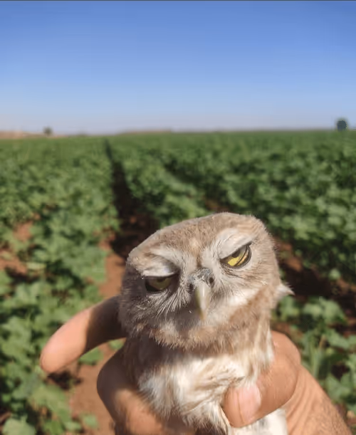 Item #68091206363081071862919702361210984508284972400388115316858263103061807333377 Media