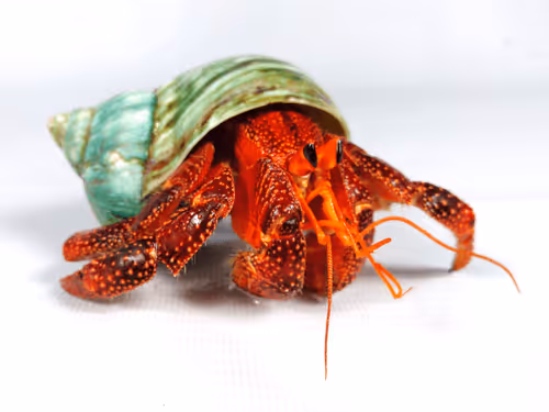 Item #91920838516500969586140493576070920060778375503638515337937380295334177013761 Media