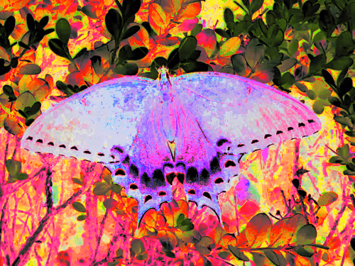 Item #88550933380159429652573600088596543452217115268663300900517750204539345043461 Media