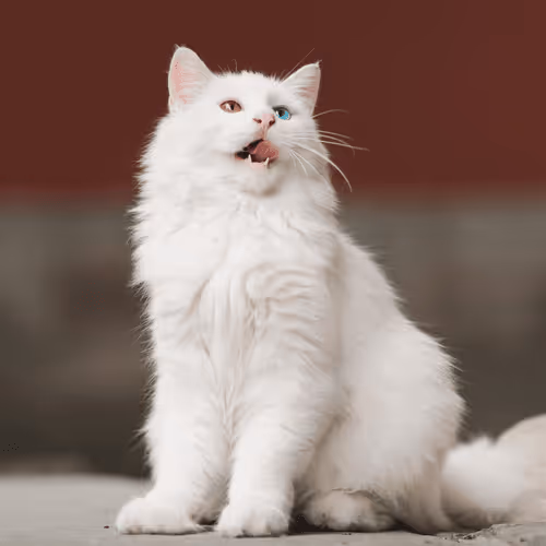 Item #4944351917306226202826790057183461660186678433257338824528786315038188109825 Media