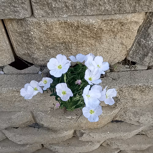 Item #681651314426344280880402064137923886975853122329697233906341976651857920011 Media