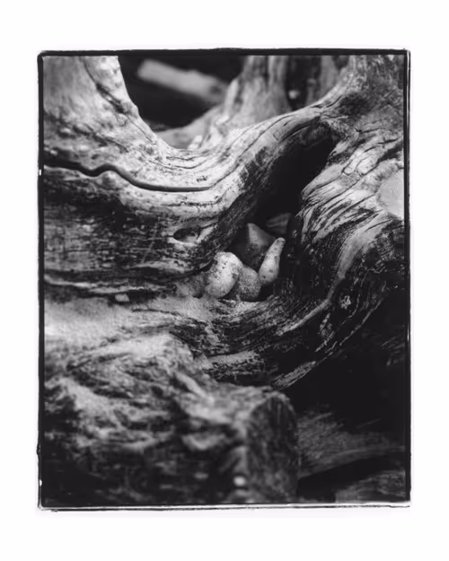 Item #83599687926685745467691618665042103825709360128144862769569122879119936192513 Media