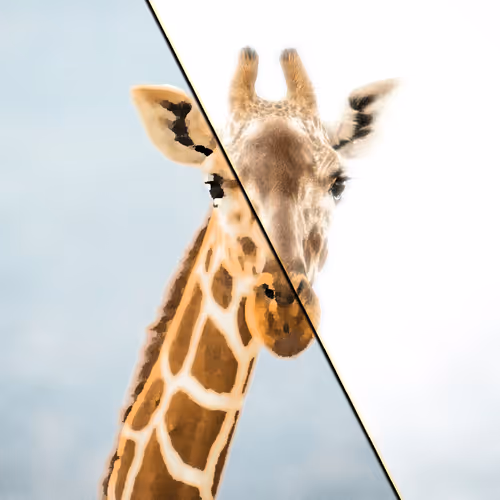 Item #60839276870702459536115980663435026977207856631347422568339333108634476347393 Media